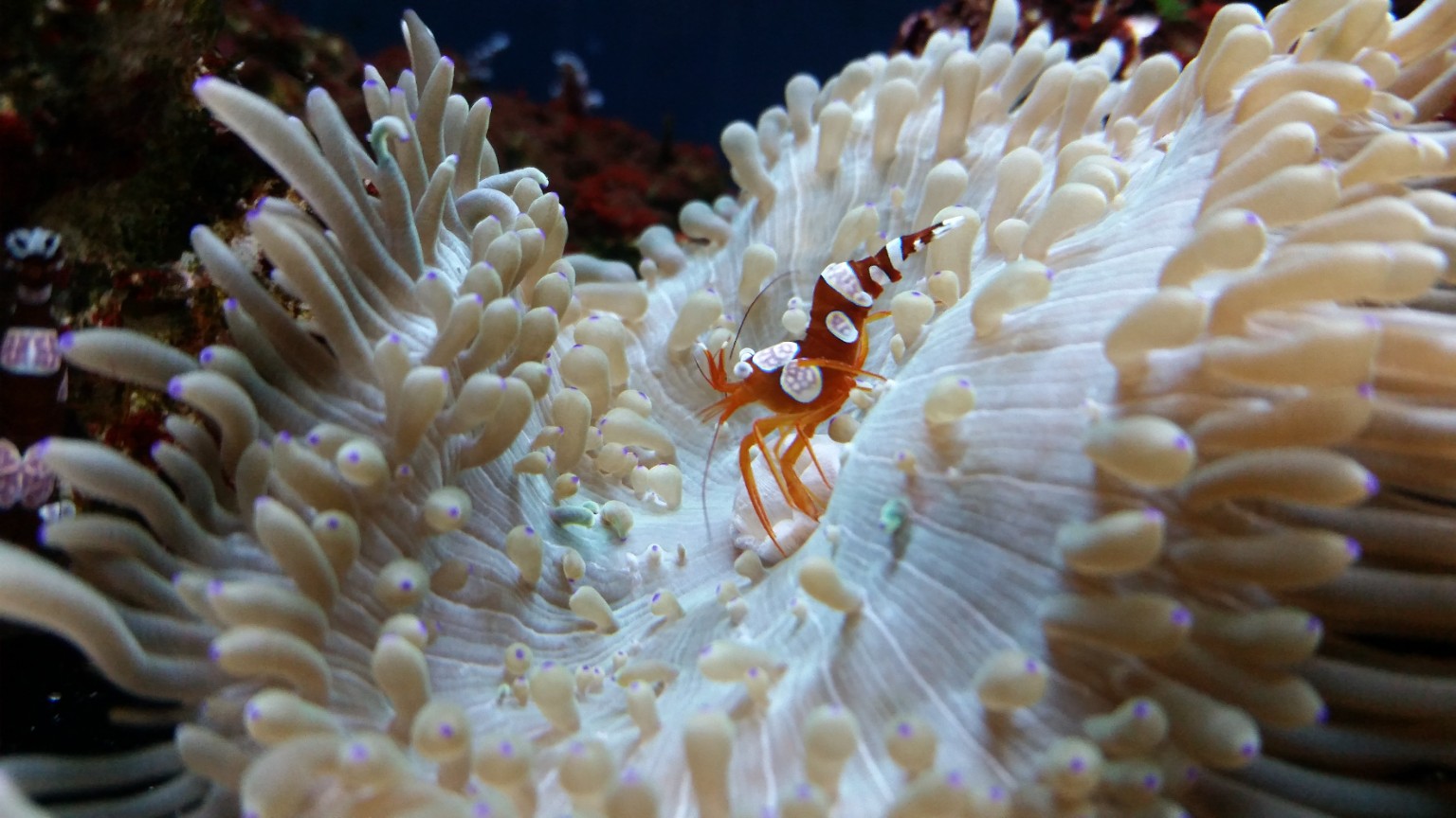 Reef life