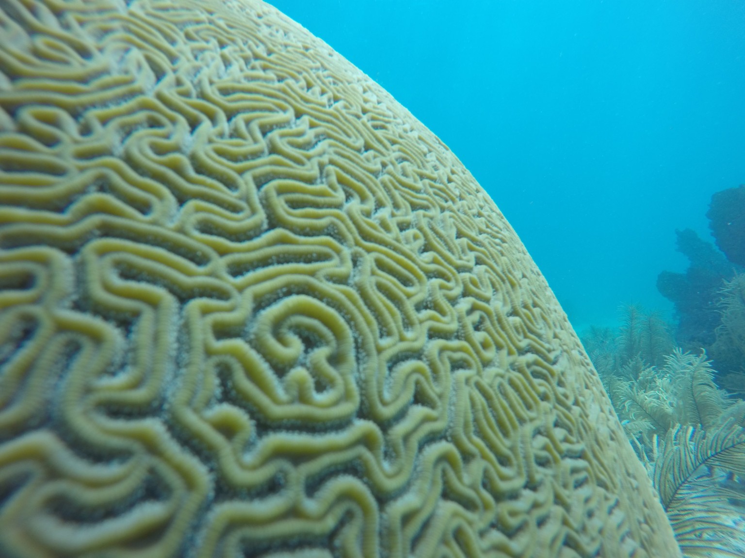 Coral habitat