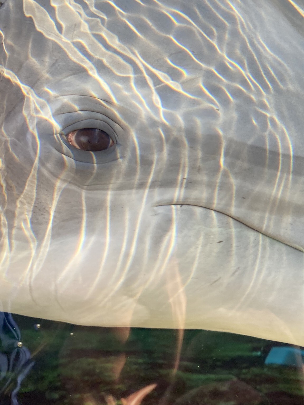 Close-up view of a dolphin underwater