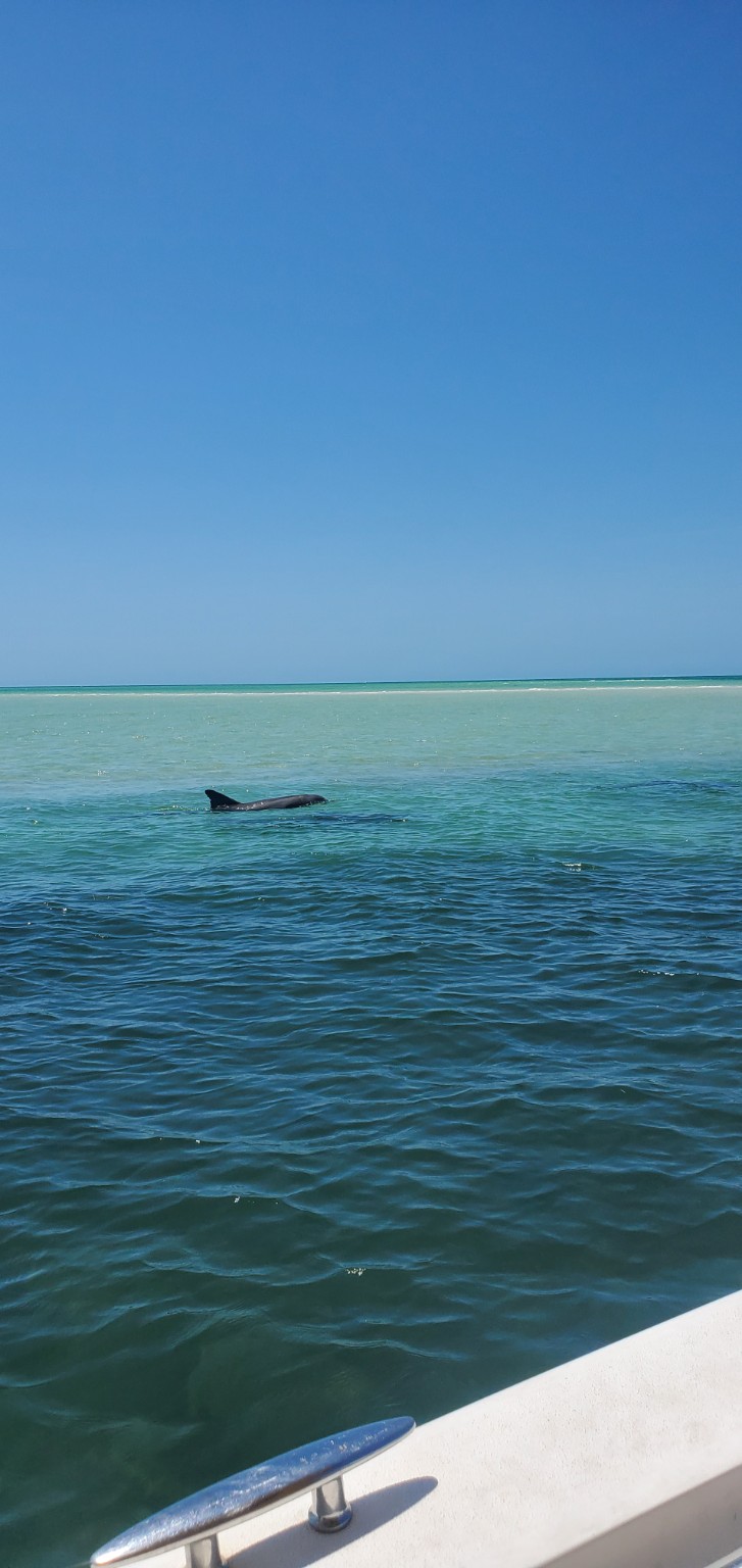 Dolphin moving through shallow blue water