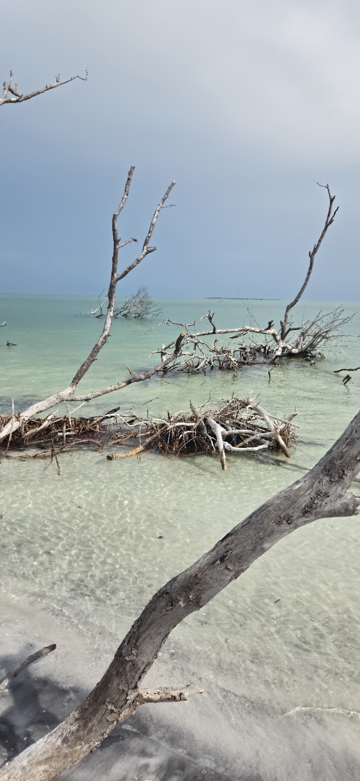 Natural shoreline