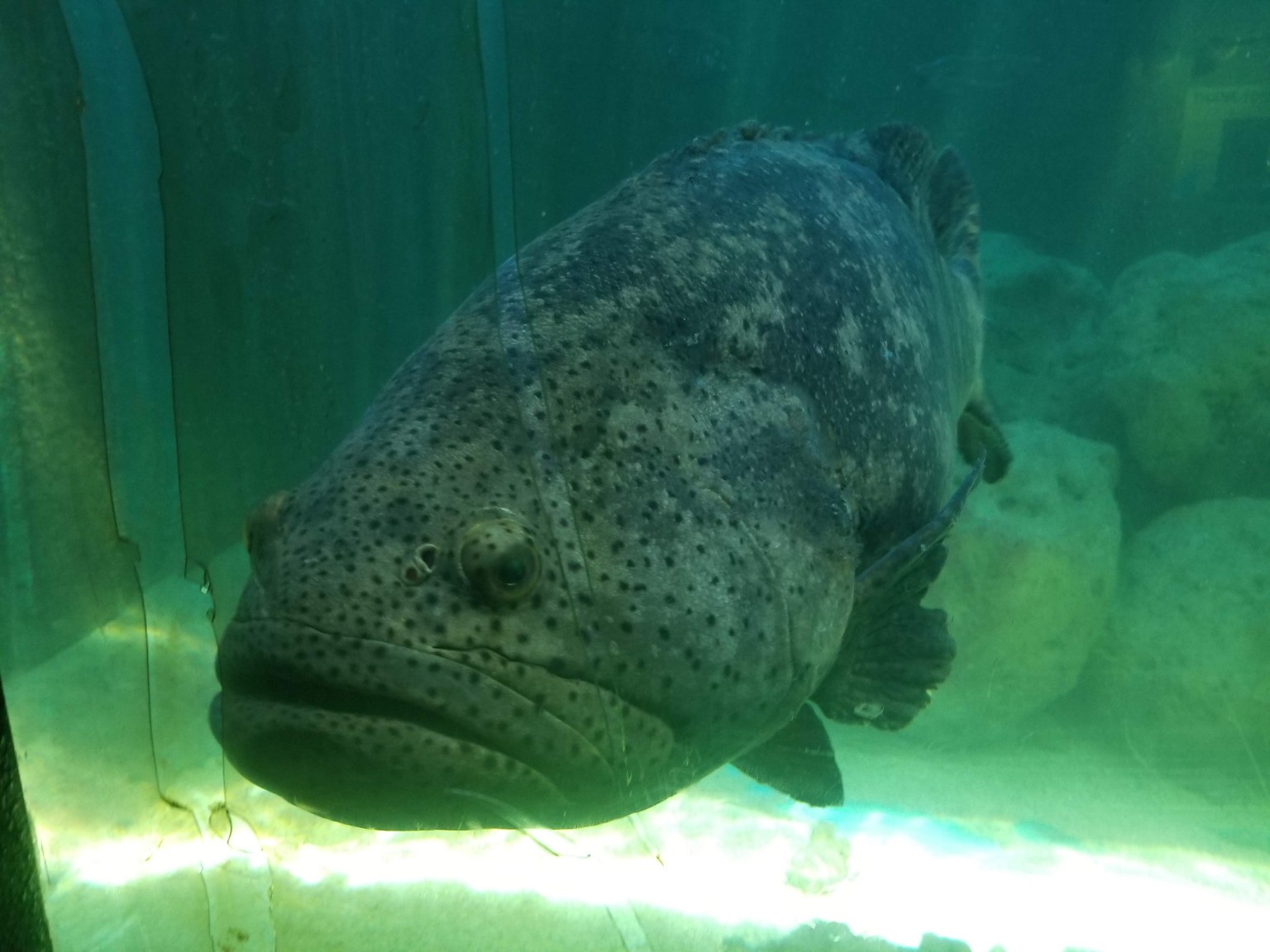 Grouper