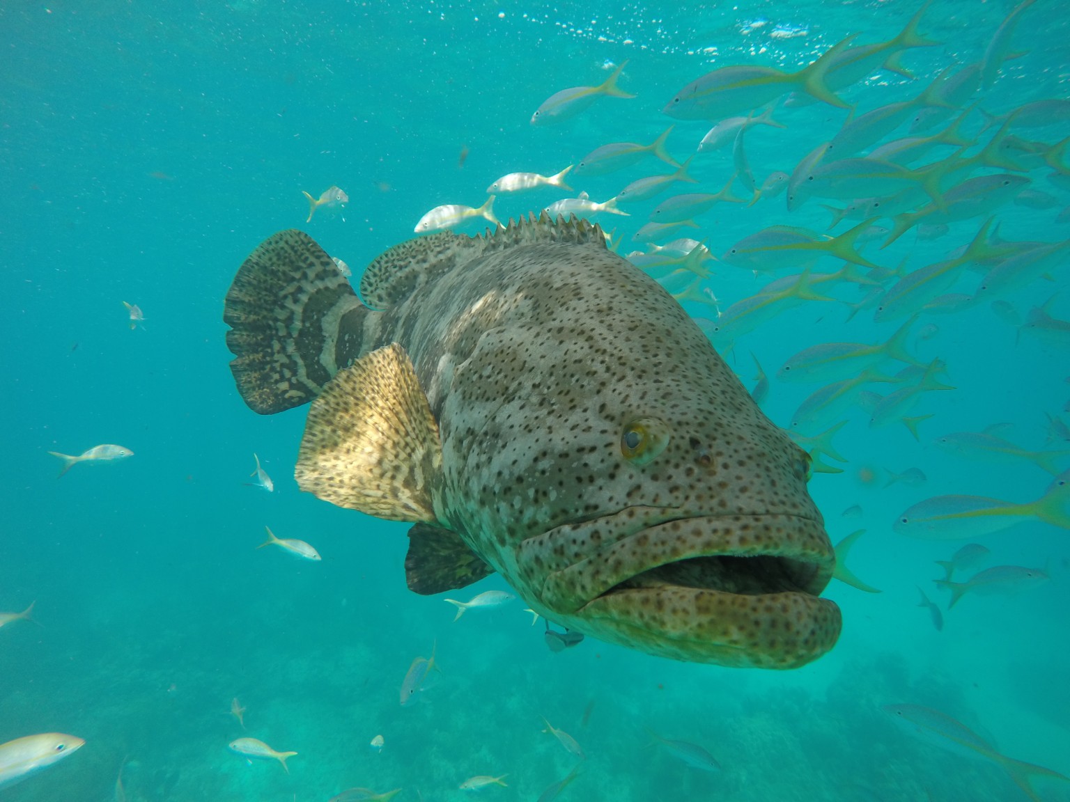 Grouper on the reef