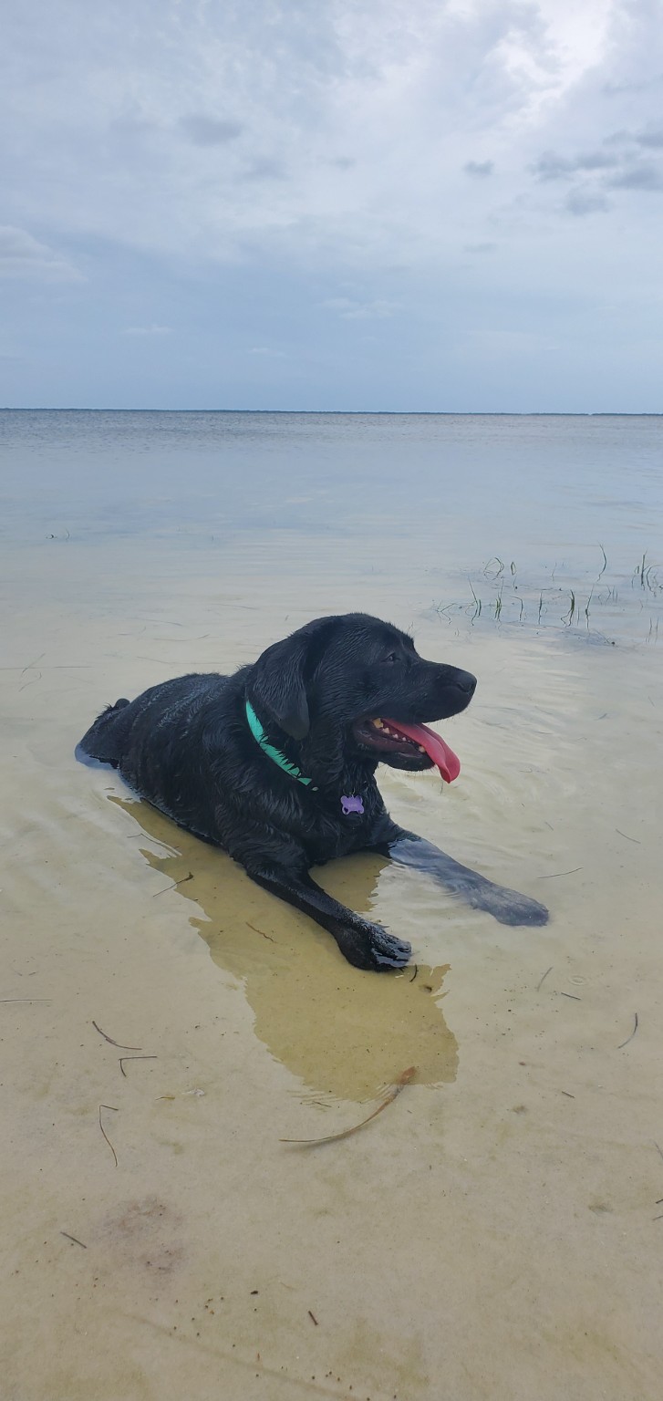 Haven relaxing in shallow coastal water