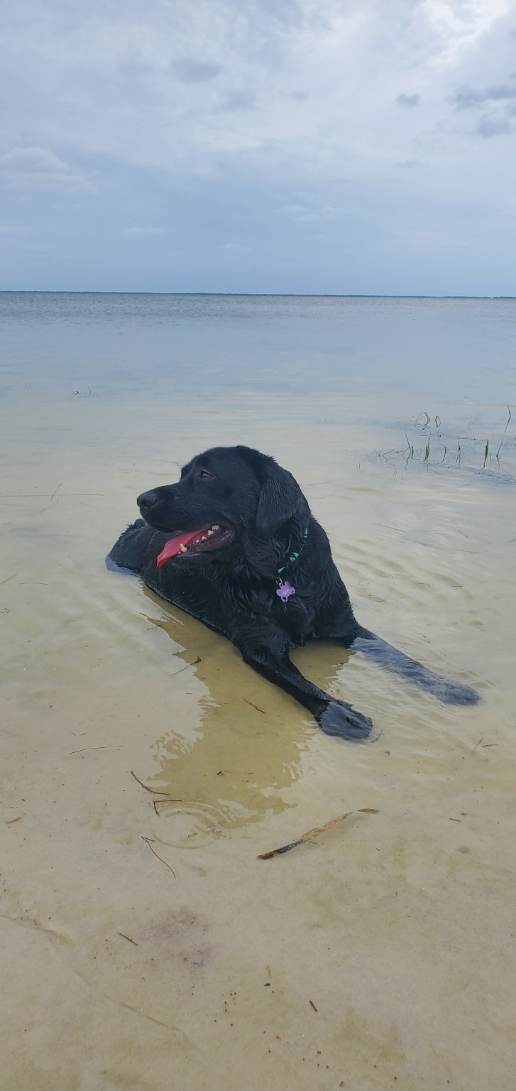 Haven in the shallows