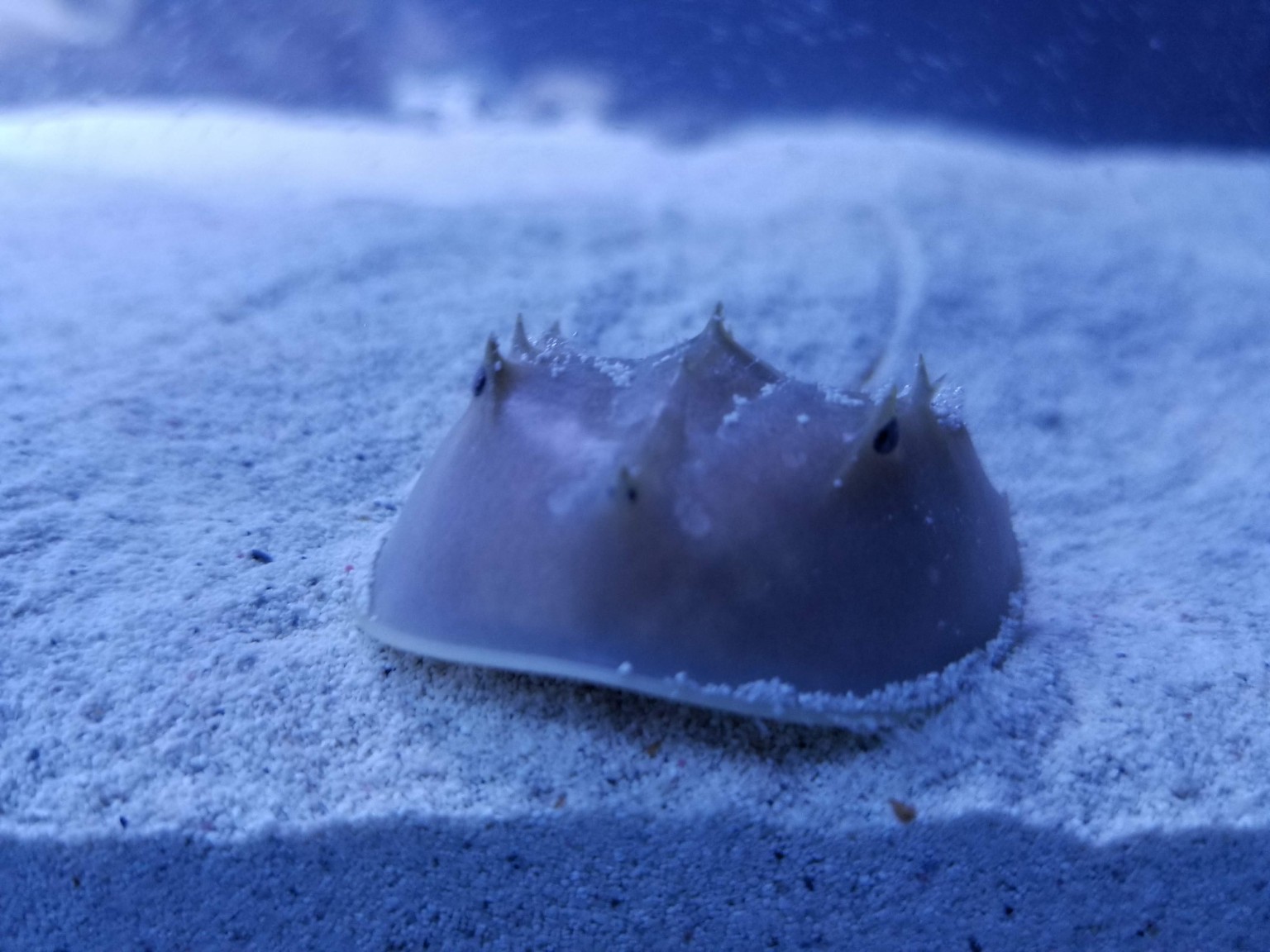 Horseshoe crab