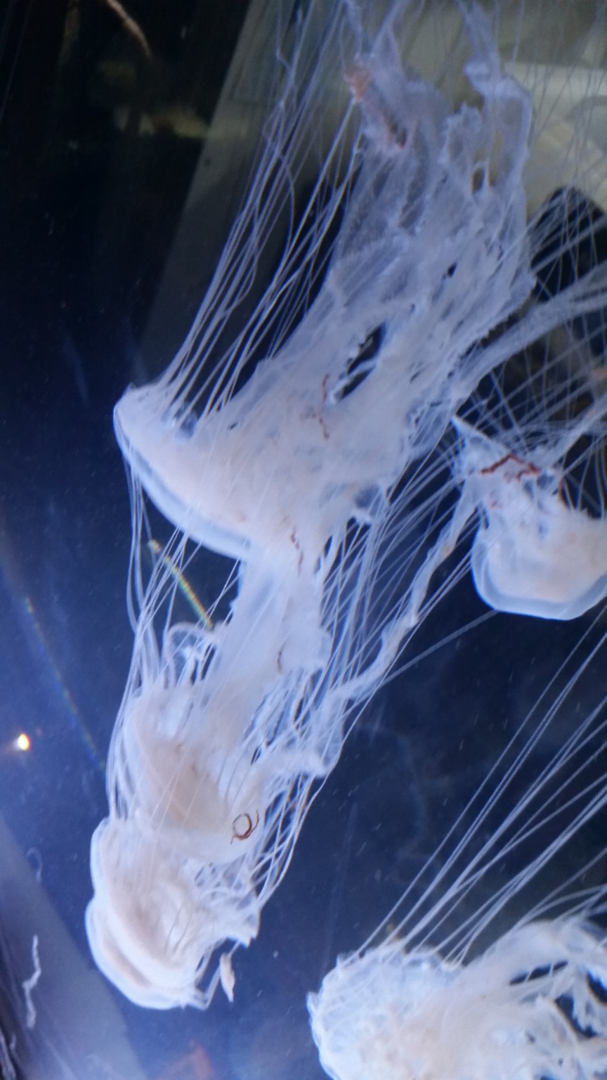 Jellyfish