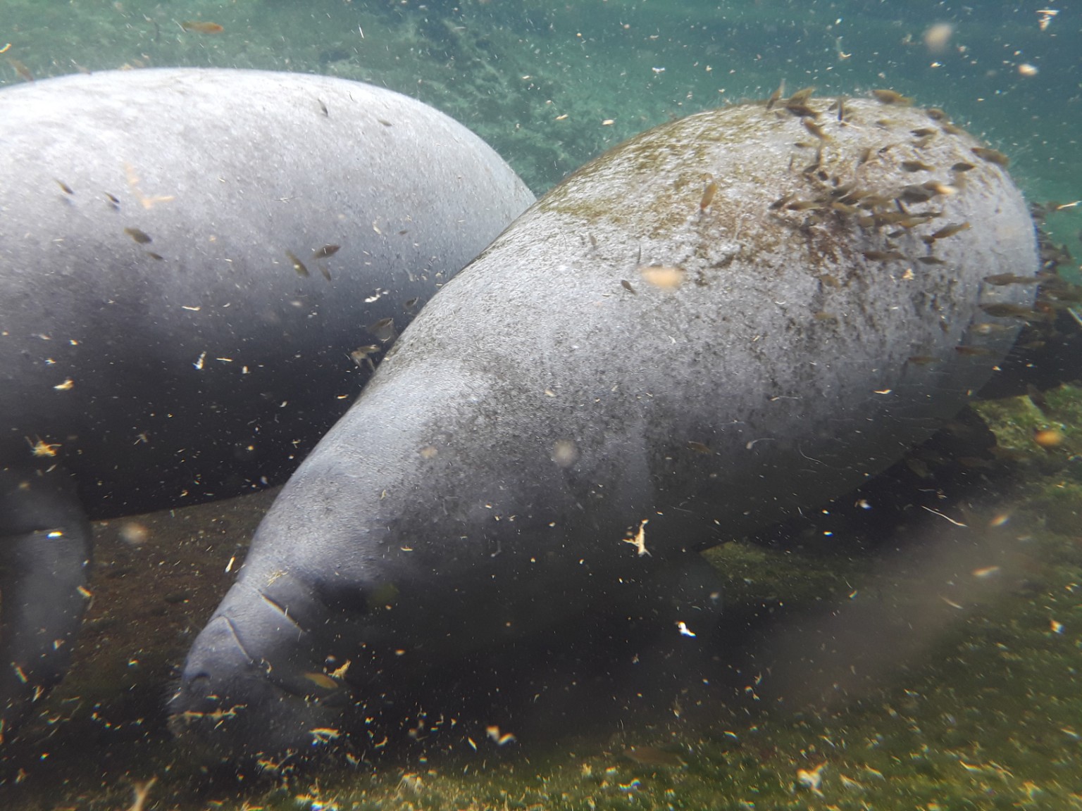 Manatees