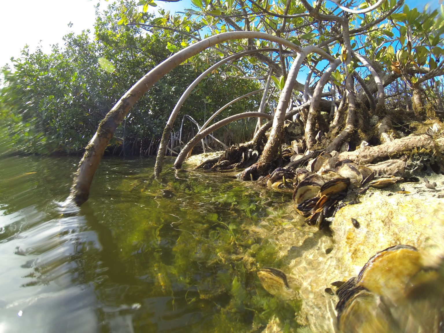 Mangrove shoreline habitat at water level