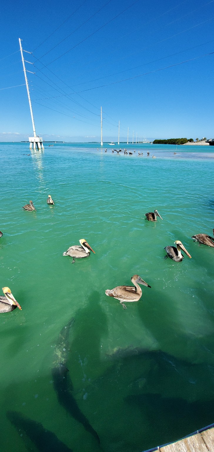 Pelicans gathered in clear coastal water