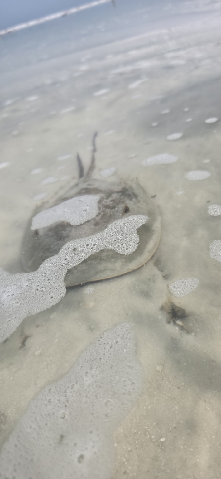Ray in the shallows