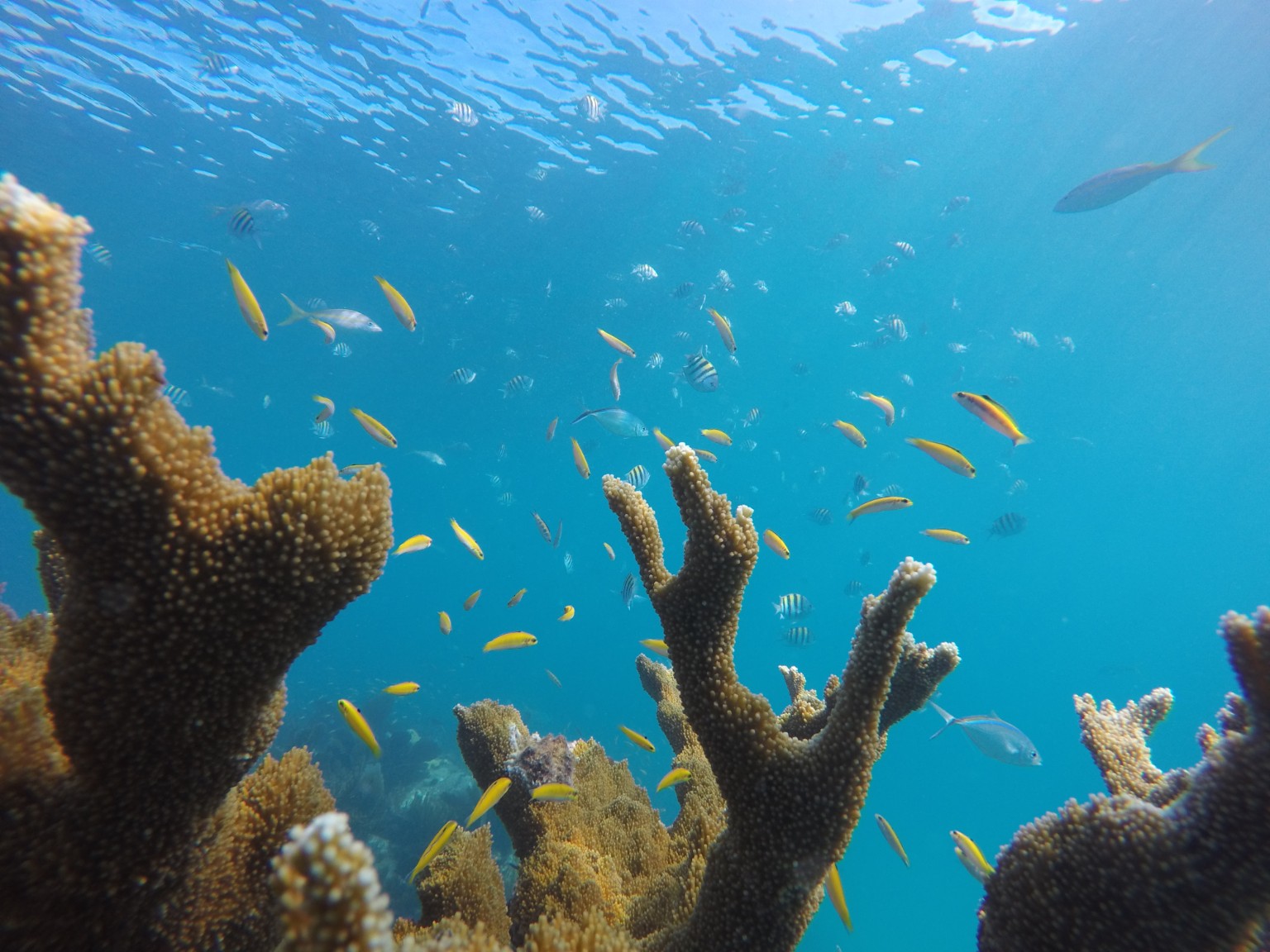 Reef habitat