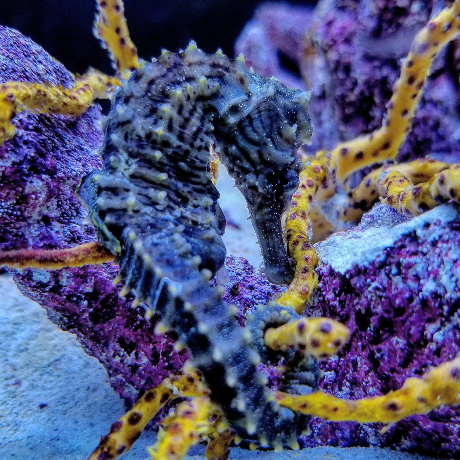 Seahorse