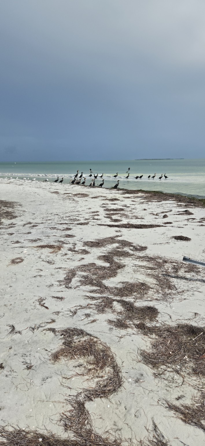 Shorebirds along the beach